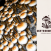 Buy African Transkei Mushroom Online