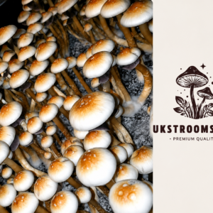 Buy African Transkei Mushroom Online