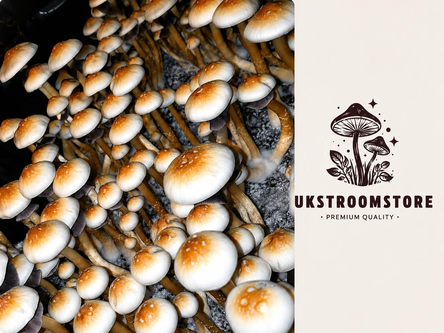 Buy African Transkei Mushroom Online Buy African Transkei Mushroom Online