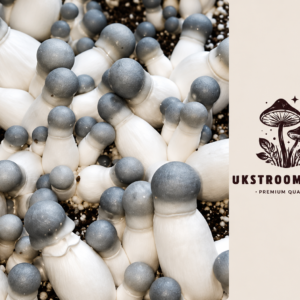 Buy Albino Penis Envy Mushrooms Online