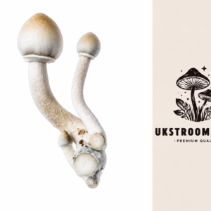 Buy Albino A+ Mushrooms Online