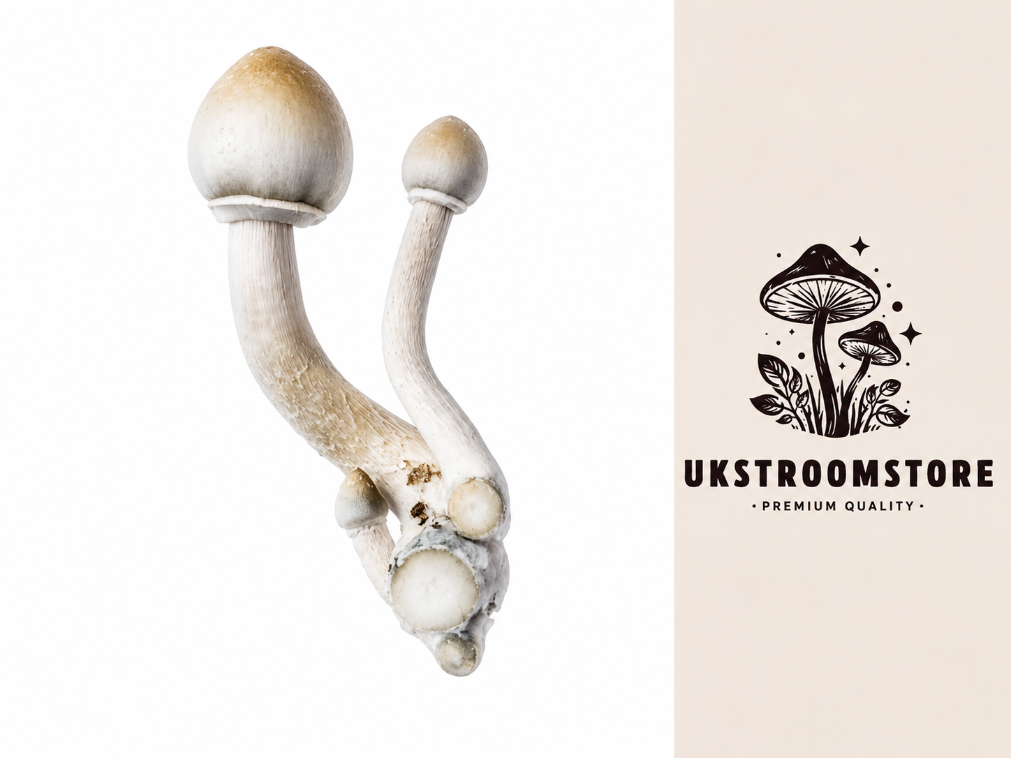 Buy Albino A+ Mushrooms Online Buy Albino A+ Mushrooms Online