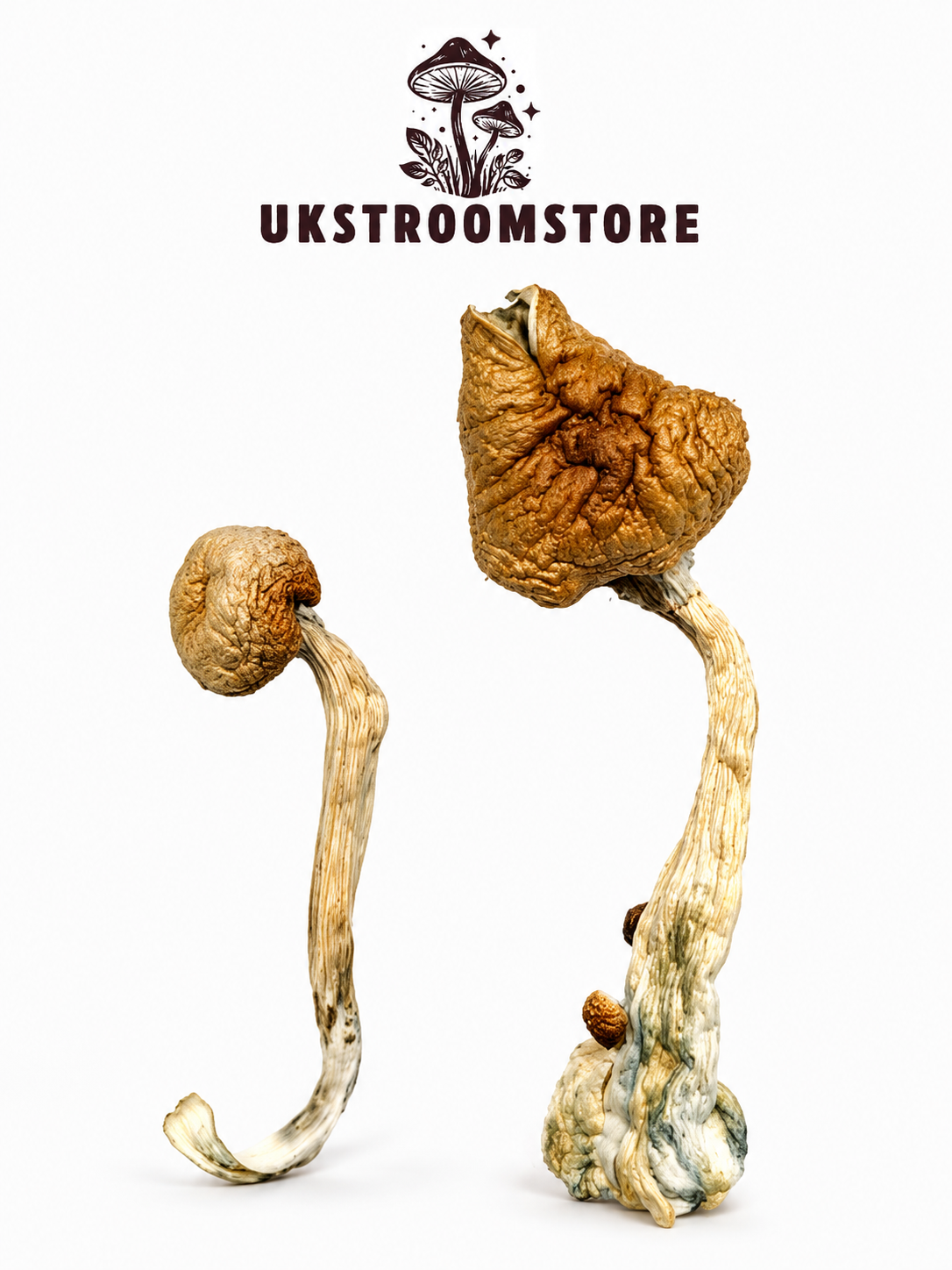 Buy African Transkei Mushrooms Online Buy African Transkei Mushrooms Online