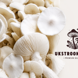 Buy Albino Avery Mushroom Online
