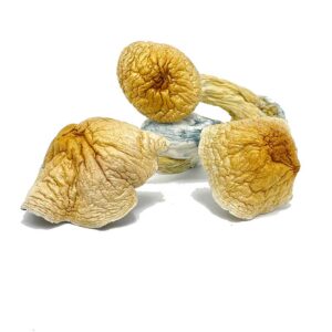 African Transkei Mushrooms