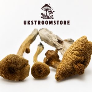 Buy Alacabenzi Magic Mushrooms Online
